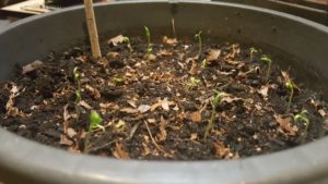 Growing plants from seed - Green Bell Peppers