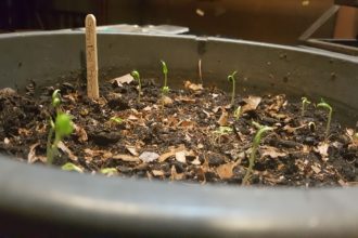 Growing plants from seeds