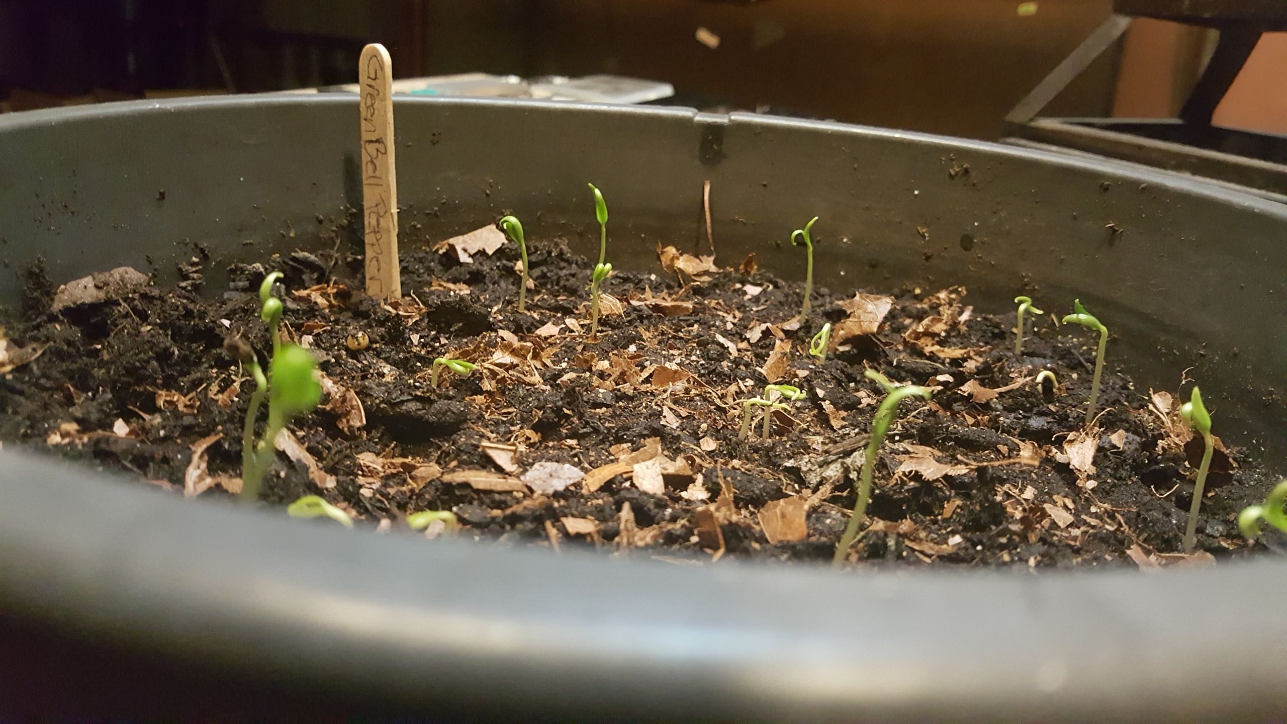 Growing plants from seeds